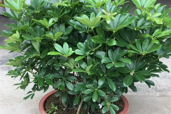 怎么养殖鸭掌木，生长旺期要定期追施腐熟的液肥