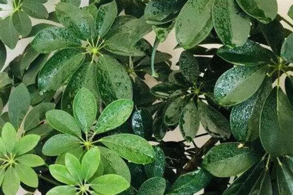 怎么养殖鸭掌木，生长旺期要定期追施腐熟的液肥