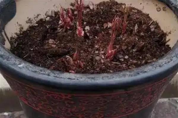 芍药花的施肥时间,种植前施入有机肥当作基肥