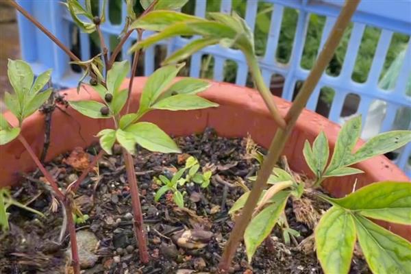 芍药花的施肥时间,种植前施入有机肥当作基肥