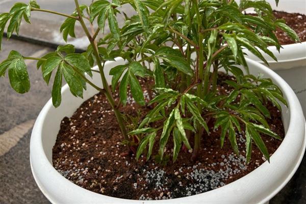 芍药花的施肥时间,种植前施入有机肥当作基肥