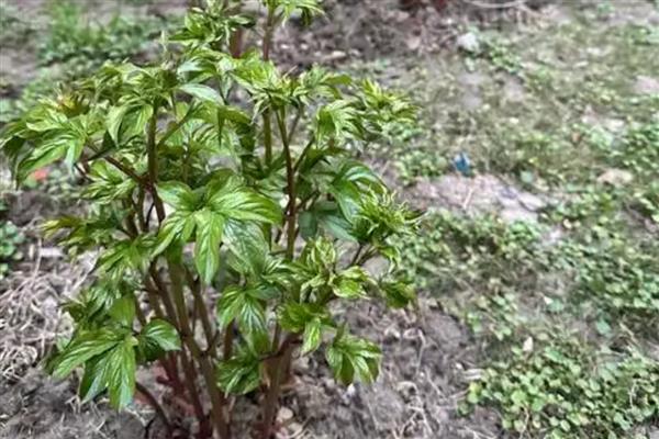 芍药花的施肥时间,种植前施入有机肥当作基肥