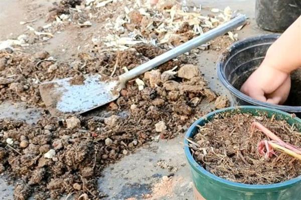 芍药花的施肥时间,种植前施入有机肥当作基肥