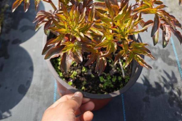 芍药花的施肥时间,种植前施入有机肥当作基肥