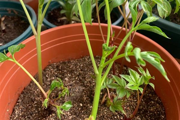 芍药花的施肥时间,种植前施入有机肥当作基肥