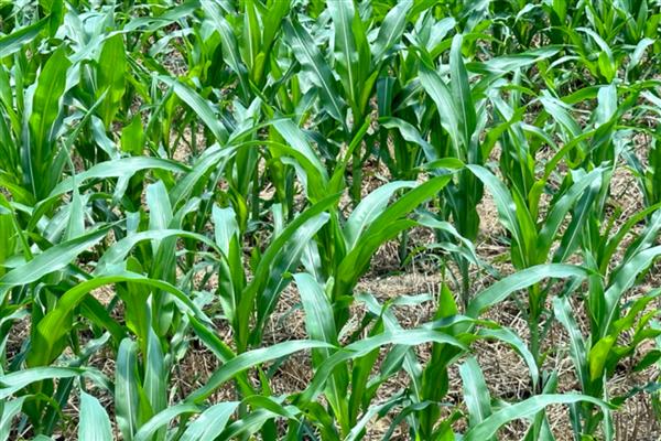 玉米如何追肥可提高产量，拔节期亩施10-15公斤尿素可增加穗数