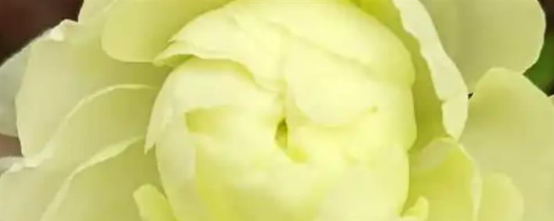 芹叶牡丹怎么养殖，生长期每隔4-7天浇一次水