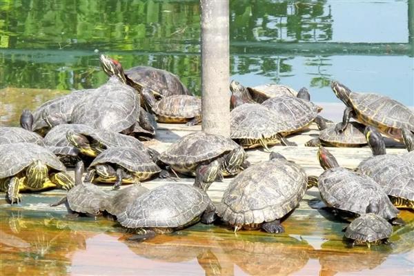 甲鱼的适宜生活环境，喜欢在水质清洁的江河、湖泊等水域中栖息