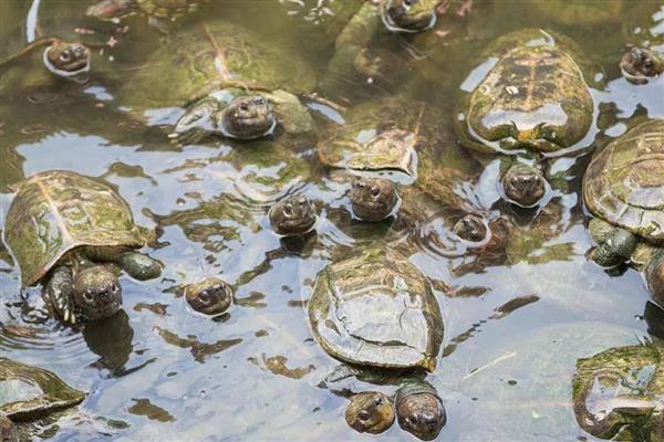 甲鱼的适宜生活环境，喜欢在水质清洁的江河、湖泊等水域中栖息