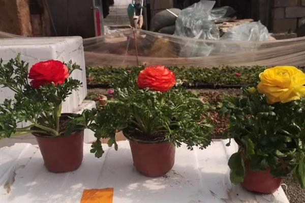芹叶牡丹怎么养殖，生长期每隔4-7天浇一次水
