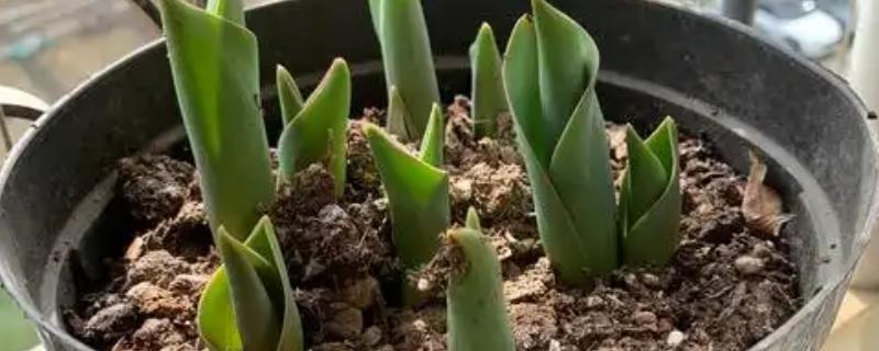 冬天室外植物如何防冻，在霜冻前为植株浇透一次
