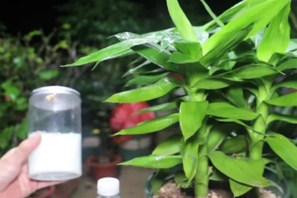 富贵竹施什么肥，春秋季节可追施氮磷钾复合肥