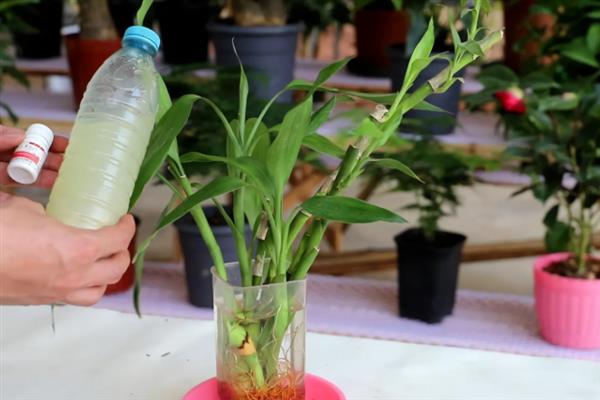 富贵竹施什么肥，春秋季节可追施氮磷钾复合肥