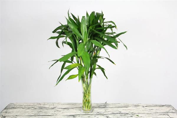 富贵竹施什么肥，春秋季节可追施氮磷钾复合肥