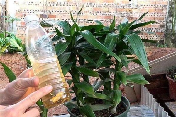 富贵竹施什么肥，春秋季节可追施氮磷钾复合肥