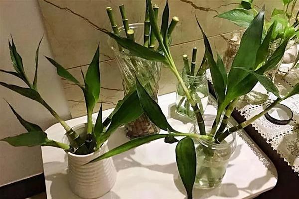 富贵竹施什么肥，春秋季节可追施氮磷钾复合肥