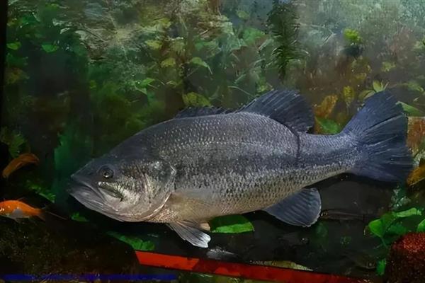 海鲈鱼品种介绍，主要分为白鲈和黑鲈