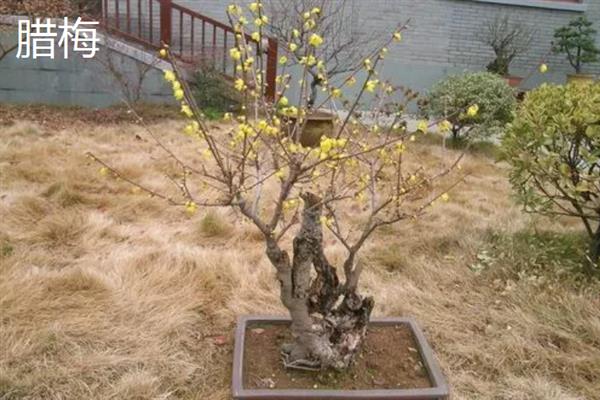 冬天室外植物如何防冻，在霜冻前为植株浇透一次