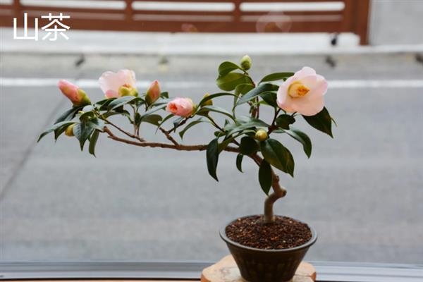 冬天室外植物如何防冻，在霜冻前为植株浇透一次