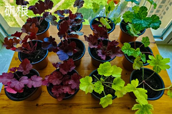 冬天室外植物如何防冻，在霜冻前为植株浇透一次