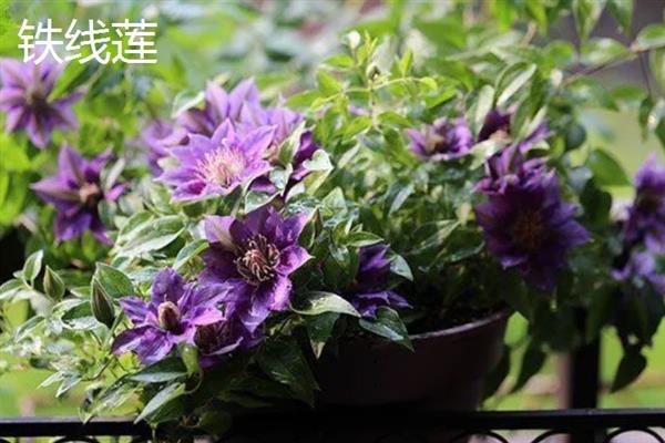 冬天室外植物如何防冻，在霜冻前为植株浇透一次