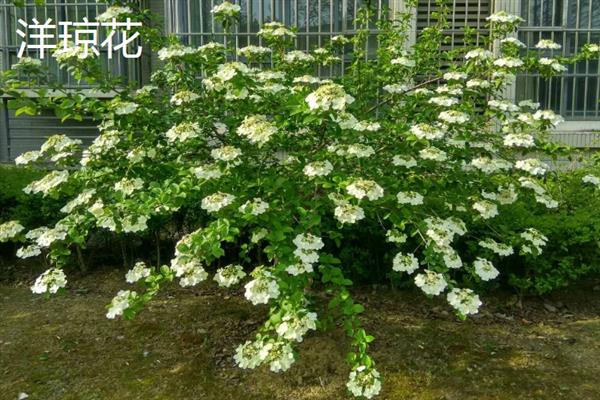 冬天室外植物如何防冻，在霜冻前为植株浇透一次