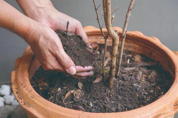 冬天室外植物如何防冻，在霜冻前为植株浇透一次