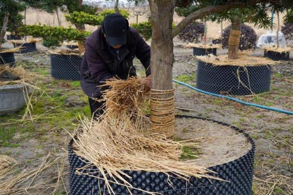 冬天室外植物如何防冻，在霜冻前为植株浇透一次
