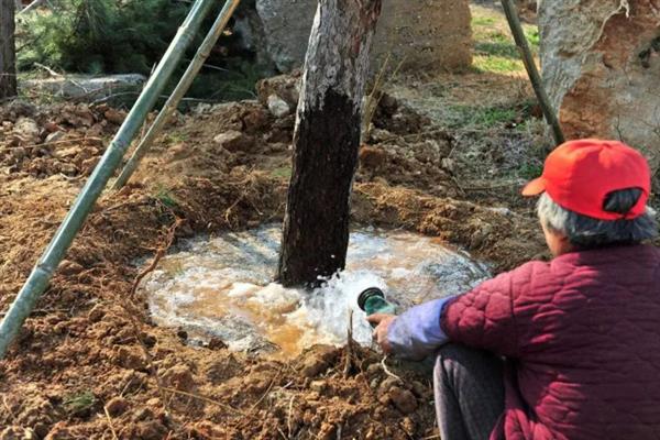 冬天室外植物如何防冻，在霜冻前为植株浇透一次