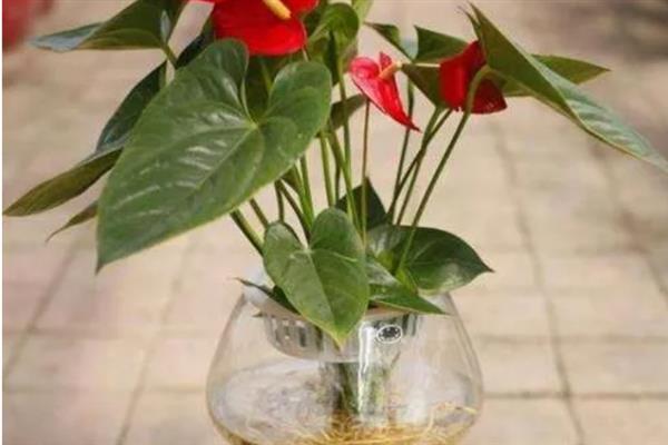 水栽红掌冬天如何养殖,一定要勤换水