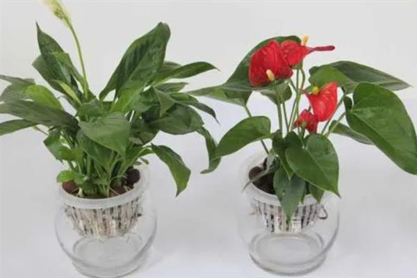 水栽红掌冬天如何养殖,一定要勤换水