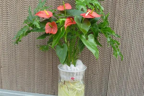 水栽红掌冬天如何养殖,一定要勤换水