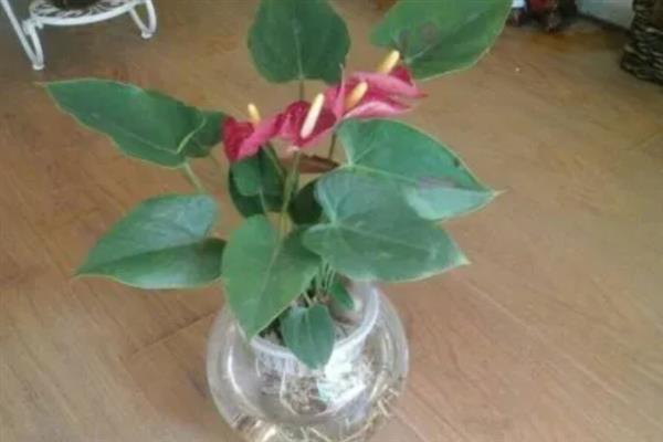 水栽红掌冬天如何养殖,一定要勤换水