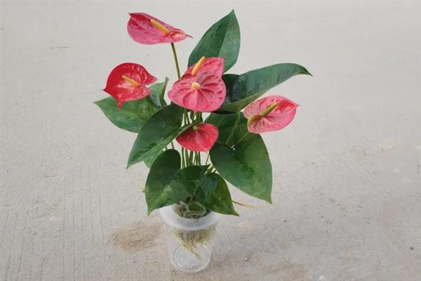 水栽红掌冬天如何养殖,一定要勤换水