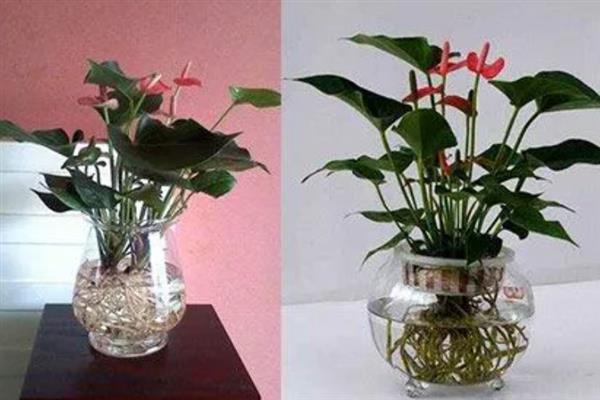 水栽红掌冬天如何养殖,一定要勤换水