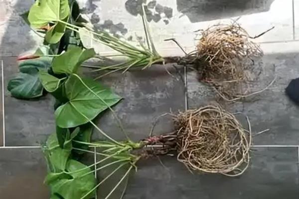 水栽红掌冬天如何养殖,一定要勤换水