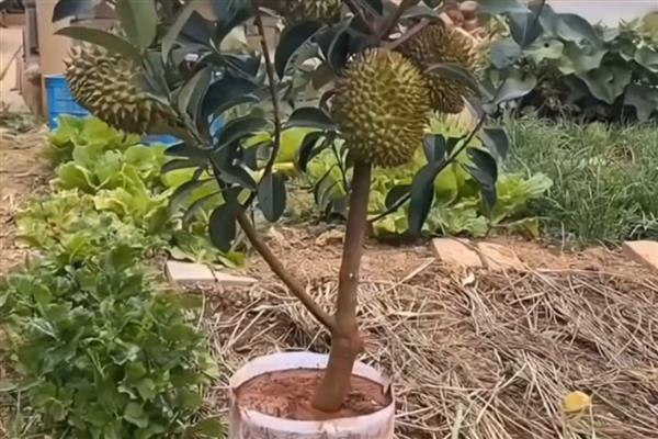 盆栽榴莲会不会结果，养护4年左右才具备结果能力