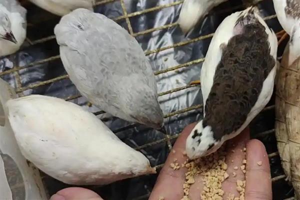 在家养殖芦丁鸡的方法，可饲喂高蛋白和高能量的食物