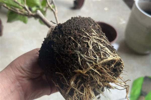 三角梅的换盆时间，春秋季节最合适