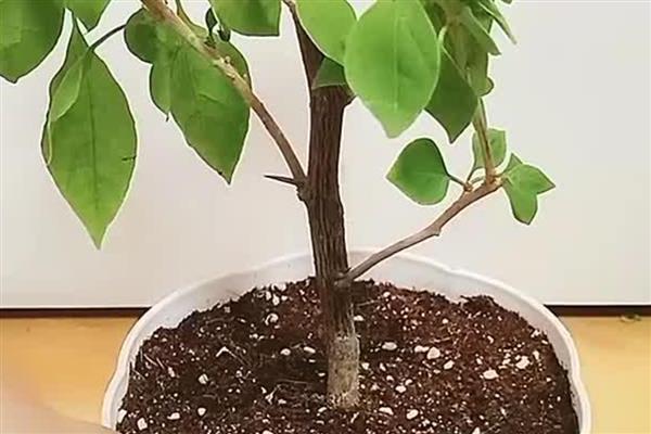 三角梅的换盆时间，春秋季节最合适