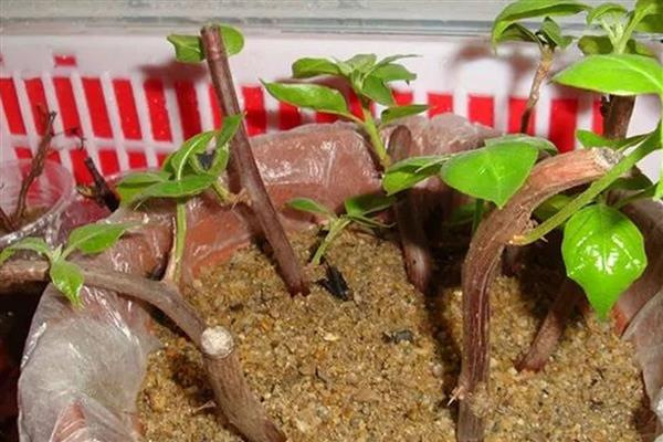 三角梅的换盆时间，春秋季节最合适