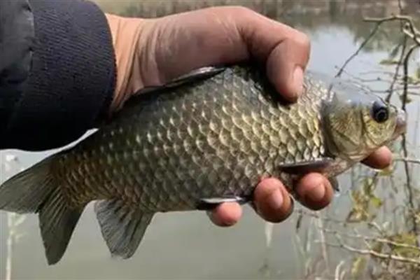 野钓鲫鱼用海夕钩还是袖钩，袖钩是垂钓小鱼的首选钩型