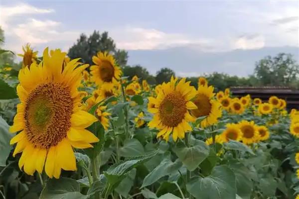 向日葵的播种时间，观赏品种主要是夏播和冬播