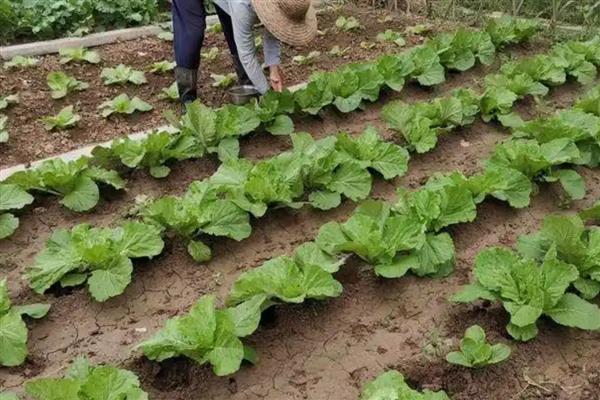 秋季怎么对白菜追肥，底肥不足时可亩施硫酸铵10公斤