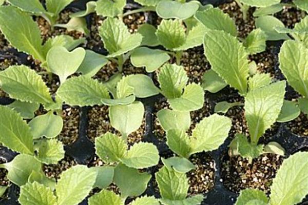 秋季怎么对白菜追肥，底肥不足时可亩施硫酸铵10公斤