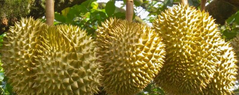 种植榴莲的要点，定植时要施入有机肥、土杂肥和石灰