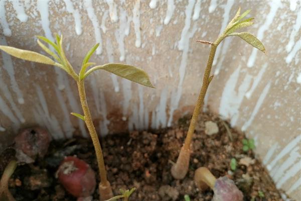种植榴莲的要点，定植时要施入有机肥、土杂肥和石灰