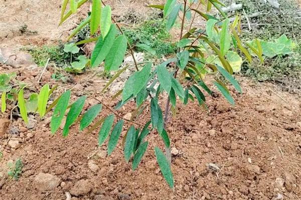 种植榴莲的要点，定植时要施入有机肥、土杂肥和石灰