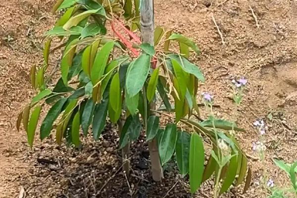 种植榴莲的要点，定植时要施入有机肥、土杂肥和石灰