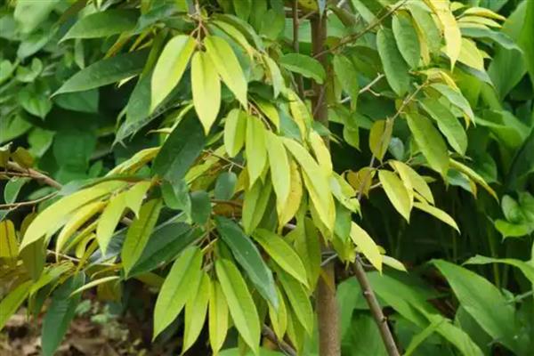 种植榴莲的要点，定植时要施入有机肥、土杂肥和石灰